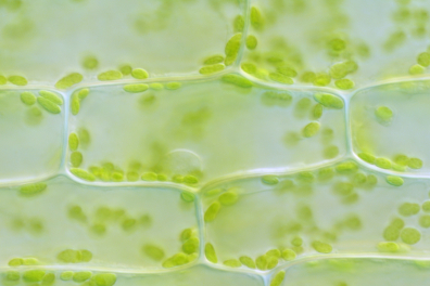 Cellule d'Elodée avec chloroplastes x100